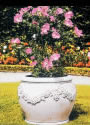 エネア花鉢