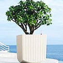 レチューザシリーズ：コテージキューブ 植木鉢