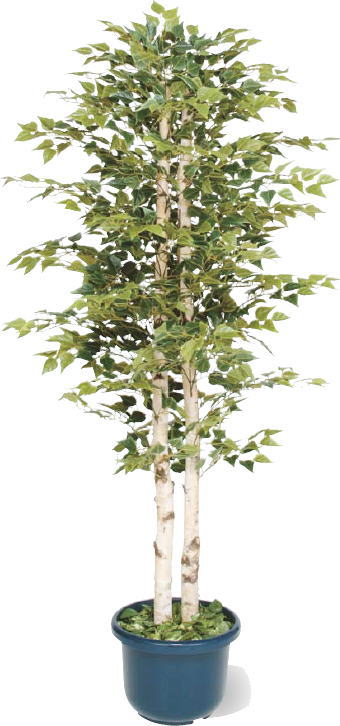 人工植物　白樺の樹　1.8Ｍ・鉢付き
