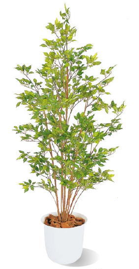 人工観葉植物 ベンジャミングリーン 1.5Ｍ・鉢付き